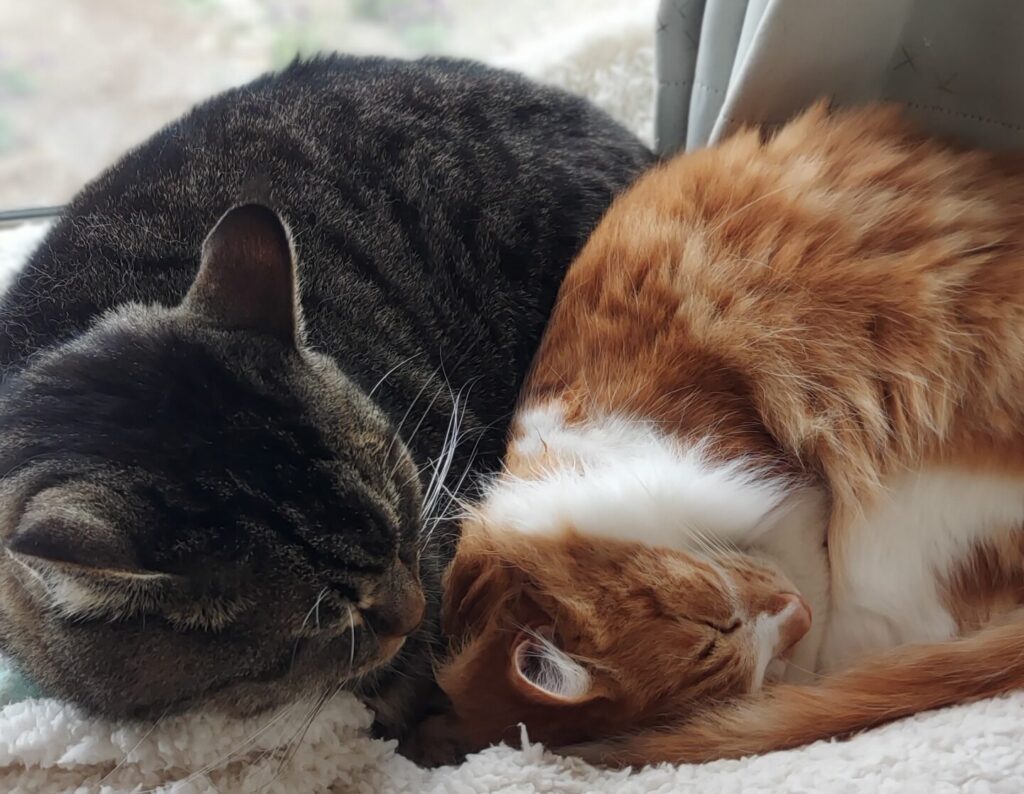 猫２匹と暮らす