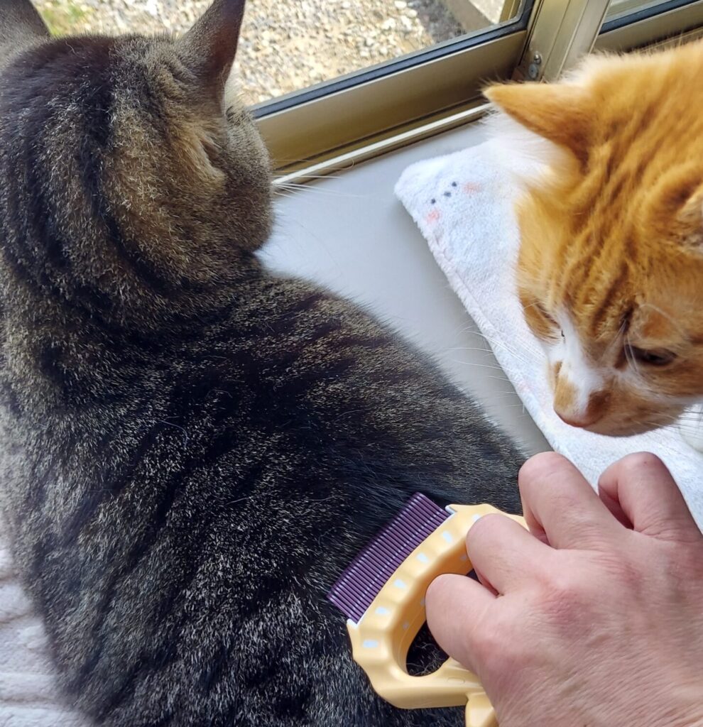 猫のブラッシング