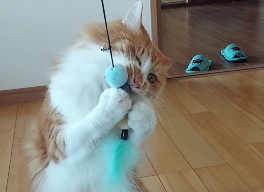 猫のおもちゃ てんの場合