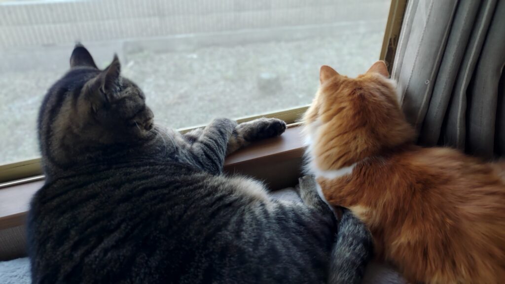 猫　冬じまい