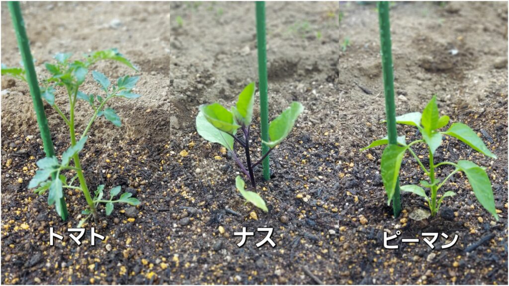 家庭菜園　ナス科